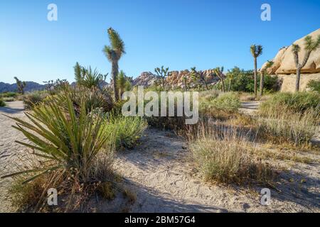 Wandern auf dem barker Damm Naturlehrpfad im joshua Tree Nationalpark, kalifornien in den usa Stockfoto