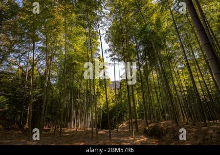 Landschaftlich reizvoller Arashiyama Bambuswald, beliebtes Touristenziel in Kyoto, Japan Stockfoto