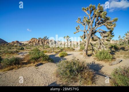 Wandern auf dem barker Damm Naturlehrpfad im joshua Tree Nationalpark, kalifornien in den usa Stockfoto