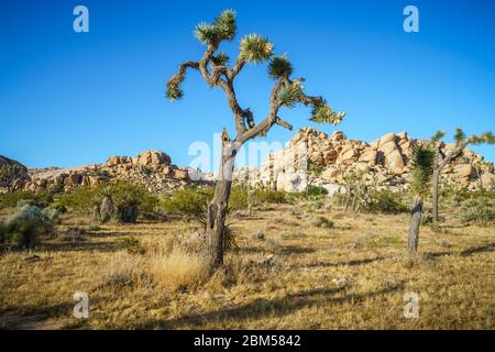 Wandern auf dem barker Damm Naturlehrpfad im joshua Tree Nationalpark, kalifornien in den usa Stockfoto