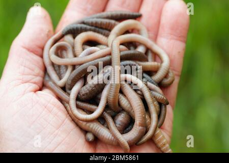 Regenwürmer. Lumbricus terrestris. Stockfoto