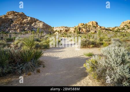 Wandern auf dem barker Damm Naturlehrpfad im joshua Tree Nationalpark, kalifornien in den usa Stockfoto