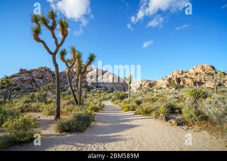 Wandern auf dem barker Damm Naturlehrpfad im joshua Tree Nationalpark, kalifornien in den usa Stockfoto