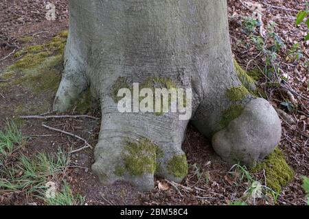 Detailfoto vom Boden eines Baumes mit schönen Wurzeln, Moos und Blättern auf dem Boden Stockfoto