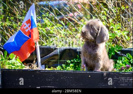 Grauhaariger Welpe mit der slowakischen Flagge. Der Welpe ist der Rasse: Slowakischer rauhaariger Zeiger oder Slowakischer Drahthaariger Zeigegriffon. Stockfoto