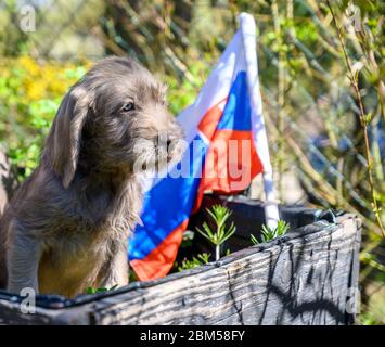 Grauhaariger Welpe mit der slowakischen Flagge. Der Welpe ist der Rasse: Slowakischer rauhaariger Zeiger oder Slowakischer Drahthaariger Zeigegriffon. Stockfoto