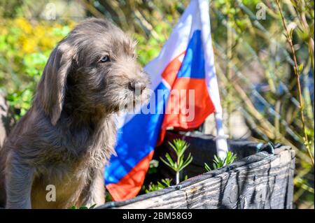 Grauhaariger Welpe mit der slowakischen Flagge. Der Welpe ist der Rasse: Slowakischer rauhaariger Zeiger oder Slowakischer Drahthaariger Zeigegriffon. Stockfoto