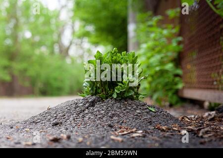 Die Pflanze macht sich durch den Asphalt. Grüne Blume wächst auf der Straße. Baumschoss. Zu einem Traum und einem Ziel durchbrechen, dem Wunsch, in zu leben Stockfoto