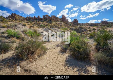 Wandern auf dem Lost Palms Oasis Trail im joshua Tree Nationalpark, kalifornien in den usa Stockfoto