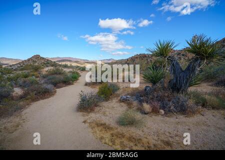 Wandern auf dem Lost Palms Oasis Trail im joshua Tree Nationalpark, kalifornien in den usa Stockfoto