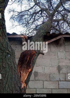 Ein windabgebrochener Aprikosenbaum fiel auf den Schuppen und brach das Dach. Stockfoto