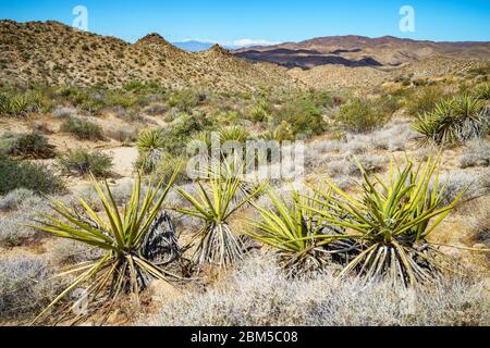 Wandern auf dem Lost Palms Oasis Trail im joshua Tree Nationalpark, kalifornien in den usa Stockfoto