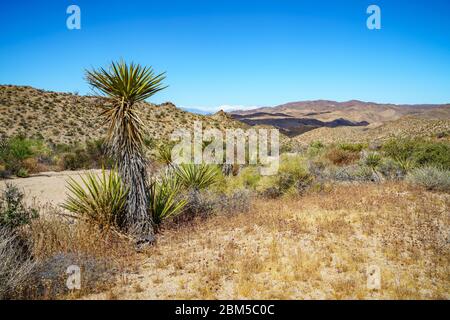 Wandern auf dem Lost Palms Oasis Trail im joshua Tree Nationalpark, kalifornien in den usa Stockfoto