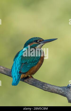 Kingfischer hoch Stockfoto