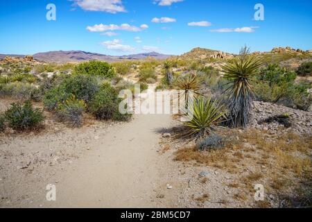 Wandern auf dem Lost Palms Oasis Trail im joshua Tree Nationalpark, kalifornien in den usa Stockfoto