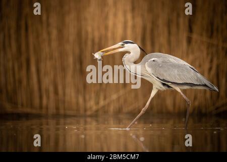 Grauer Reiher auf Morgenlicht Stockfoto