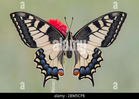 Wunderbares und detailreiches Porträt des Schwalbenschwanzes der Alten Welt auf der Mohnblume (Papilio machaon) Stockfoto