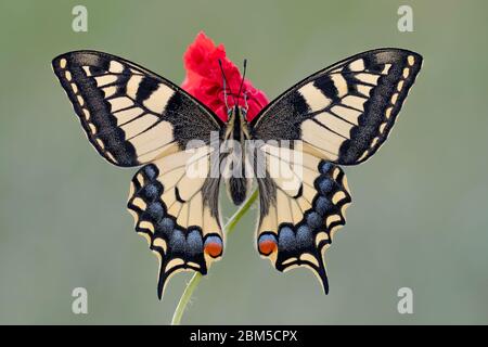 Wunderschönes und detailreiches Porträt für den Schwalbenschwanz der Alten Welt auf Blume (Papilio machaon) Stockfoto