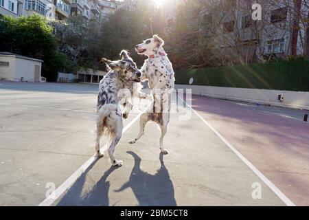 Hunde spielen im park Stockfoto