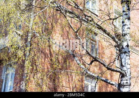 Frühling in der Stadt - Birke mit jungen Blättern und Backstein-Wohnhaus auf Hintergrund Stockfoto
