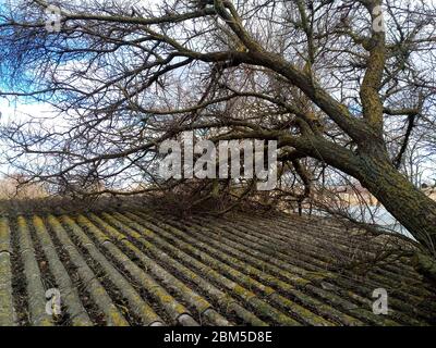 Ein windabgebrochener Aprikosenbaum fiel auf den Schuppen und brach das Dach. Stockfoto