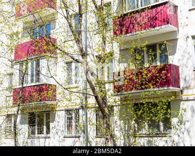 Frühling in der Stadt - Ahornbaum mit jungen Blättern und alten Wohnhaus auf Hintergrund Stockfoto