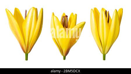 Schöne blühende Lilie auf weißem Hintergrund. Stock Bilder für Design. Die Blumen sind in verschiedenen Winkeln angeordnet. Drei halbgeöffnete Knospen mit Tau Stockfoto