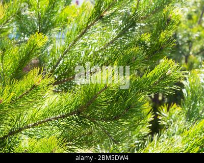 Frühling in der Stadt - Hintergrund von üppigen natürlichen Laub von Kiefern aus der Nähe (Fokus auf Zweig im Vordergrund) Stockfoto
