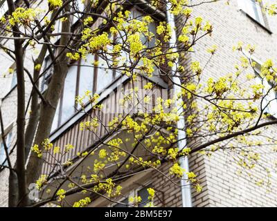 Frühling in der Stadt - Blüte des Ahornbaums in der Nähe von Mehrfamilienhaus auf Hintergrund (Fokus auf oberen Zweig im Vordergrund) Stockfoto