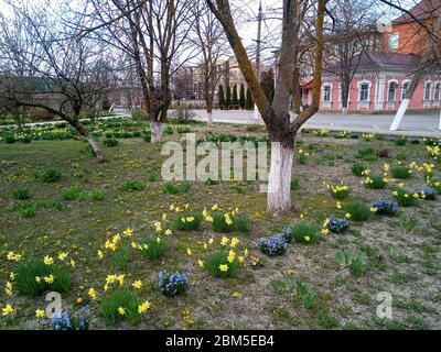 Blumenbeet mit Frühlingsblumen. Blumen im Park auf dem Blumenbeet. Stockfoto