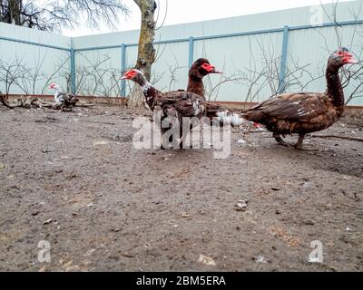 Moschusenten im Hof auf schmutzigem Land. Schmutz klebte an den Enten. Stockfoto