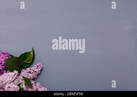 Blühende Fliederblumen auf grauem Hintergrund Stockfoto