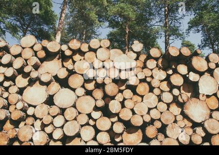 Holzstämme mit Wald auf Hintergrund / Baumstämme im Vordergrund geschnitten und gestapelt, grüner Wald im Hintergrund Stockfoto