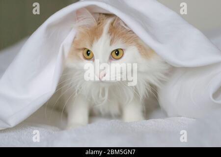 Eine weiße beige Katze gucken unter den Deckeln hervor. Nahaufnahme auf weißem Hintergrund Stockfoto