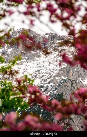 Kirschblüte vor dem Blick auf die Berge Stockfoto