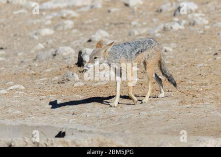 Wilder schakal am Wasserloch in der afrikanischen Savanne Stockfoto