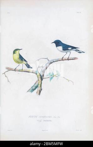 Birds of Cube 1838 der männliche und weibliche Schwarzkehlblechsänger (Setophaga caerulescens [hier als Sylvia caerulescens]) ist ein kleiner Singvogel der Familie der New World-Waldsänger. Seine Brutgebiete befinden sich im Inneren von Laub- und Nadelwäldern im Osten Nordamerikas. In den kühleren Monaten wandert sie auf Inseln in der Karibik und Mittelamerika. Aus dem Buch Histoire physique, politique et naturelle de l'ile de Cuba [physische, politische und natürliche Geschichte der Insel Kuba] von Sagra, Ramón de la, 1798-1871; Orbigny, Alcide Dessalines d', 1802-1857 Publicati Stockfoto