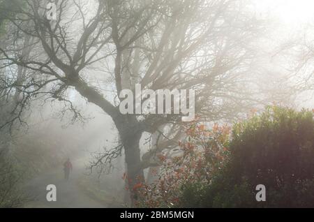 Wald im Morgennebel, Culzean Castle, Ayshire, NTS Stockfoto