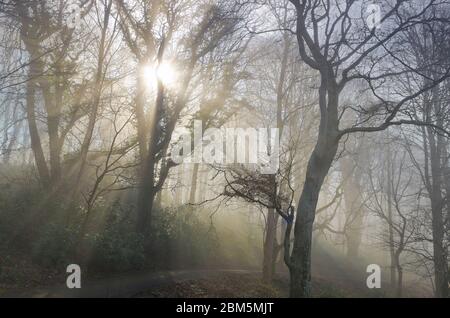 Wald im Morgennebel, Culzean Castle, Ayshire, NTS Stockfoto