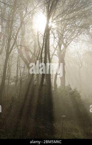 Wald im Morgennebel, Culzean Castle, Ayshire, NTS Stockfoto