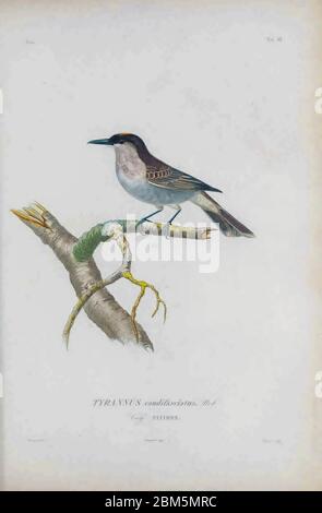 Würfelvögel 1838 der graue Königvogel oder graue Königvogel, auch als pitirre, Petchary oder Weißbrustkingvogel (Tyrannus dominicensis [hier als Tyrannus Caudfaciatus]) bekannt, ist ein Singvogel. Aus dem Buch Histoire physique, politique et naturelle de l'ile de Cuba [physische, politische und natürliche Geschichte der Insel Kuba] von Sagra, Ramón de la, 1798-1871; Orbigny, Alcide Dessalines d', 1802-1857 Erscheinungsdatum 1838 Verlag Paris : A. Bertrand Stockfoto