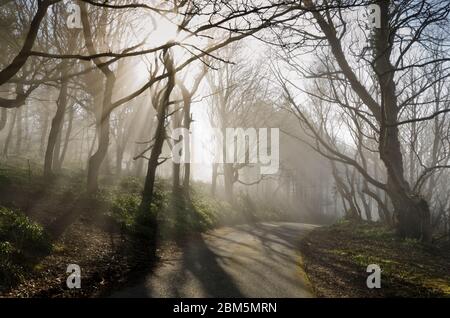 Wald im Morgennebel, Culzean Castle, Ayshire, NTS Stockfoto