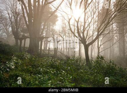 Wald im Morgennebel, Culzean Castle, Ayshire, NTS Stockfoto