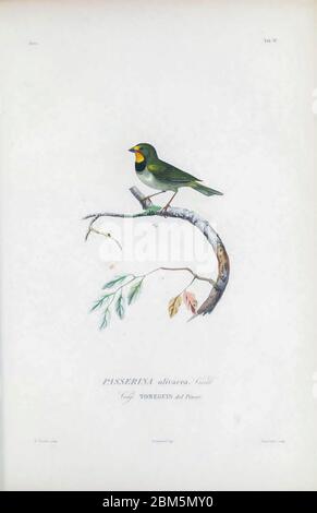 Birds of Cube 1838 Tomeguin del Pinar der Kubanische Grasquit (Tiaris canorus [hier als Passerina olivacea]) ist ein kleiner Vogel. Es ist als ein Tanager anerkannt, das eng mit Darwins Finken verwandt ist. Sie findet sich auf den Bahamas, Kuba und den Turks- und Caicosinseln. Aus dem Buch Histoire physique, politique et naturelle de l'ile de Cuba [physische, politische und natürliche Geschichte der Insel Kuba] von Sagra, Ramón de la, 1798-1871; Orbigny, Alcide Dessalines d', 1802-1857 Erscheinungsdatum 1838 Verlag Paris : A. Bertrand Stockfoto