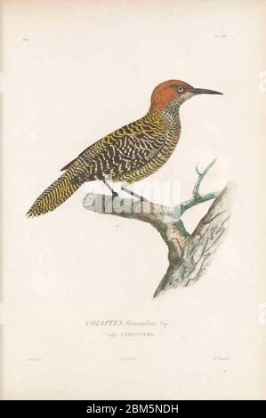 Vögel des Würfels 1838 Fernandinas Flicker (Colaptes fernandinae) ist eine Vogelart aus der Familie der Spechte. Endemisch in Kuba, seine kleine Population von 600–800 Vögeln macht es zu einer der am meisten gefährdeten Arten von Specht in der Welt. Fernandinas Flimmern ist durch Habitatverlust bedroht. Aus dem Buch Histoire physique, politique et naturelle de l'ile de Cuba [physische, politische und natürliche Geschichte der Insel Kuba] von Sagra, Ramón de la, 1798-1871; Orbigny, Alcide Dessalines d', 1802-1857 Erscheinungsdatum 1838 Verlag Paris : A. Bertrand Stockfoto