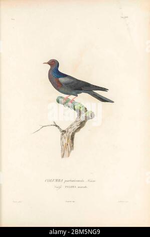 Birds of Cube 1838 die schuppige Taube (Patagioenas squamosa [hier COLUMBA portoricensis]), auch bekannt als Rothalstaube, ist ein Vogel der Familie Columbidae. Die Art kommt in der gesamten Karibik vor. Aus dem Buch Histoire physique, politique et naturelle de l'ile de Cuba [physische, politische und natürliche Geschichte der Insel Kuba] von Sagra, Ramón de la, 1798-1871; Orbigny, Alcide Dessalines d', 1802-1857 Erscheinungsdatum 1838 Verlag Paris : A. Bertrand Stockfoto