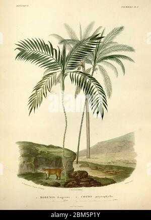 Palmen Südamerikas aus dem Buch 'Voyage dans l'Amérique Méridionale' [Reise nach Südamerika: (Brasilien, die östliche republik Uruguay, die argentinische Republik, Patagonien, die republik Chile, die republik Bolivien, die republik Peru), ausgeführt in den Jahren 1826 - 1833] von: Orbigny, Alcide Dessalines d', 1802-1857; Montagne, Jean François Camille, 1784-1866; Martius, Karl Friedrich Philipp von, 1794-1868 Veröffentlicht Paris :Chez Pitois-Levrault et c.e ... ;1835-1847 Stockfoto