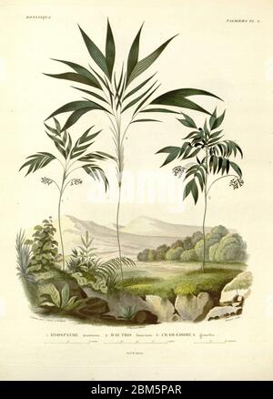 Palmen Südamerikas aus dem Buch 'Voyage dans l'Amérique Méridionale' [Reise nach Südamerika: (Brasilien, die östliche republik Uruguay, die argentinische Republik, Patagonien, die republik Chile, die republik Bolivien, die republik Peru), ausgeführt in den Jahren 1826 - 1833] von: Orbigny, Alcide Dessalines d', 1802-1857; Montagne, Jean François Camille, 1784-1866; Martius, Karl Friedrich Philipp von, 1794-1868 Veröffentlicht Paris :Chez Pitois-Levrault et c.e ... ;1835-1847 Stockfoto