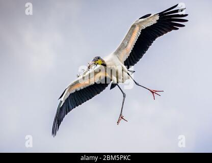 Roseat Spoon Rückkehr zum Nest mit Nistmaterial Stockfoto