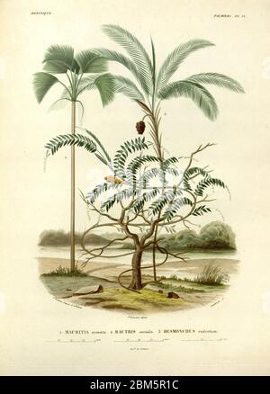 Palmen Südamerikas aus dem Buch 'Voyage dans l'Amérique Méridionale' [Reise nach Südamerika: (Brasilien, die östliche republik Uruguay, die argentinische Republik, Patagonien, die republik Chile, die republik Bolivien, die republik Peru), ausgeführt in den Jahren 1826 - 1833] von: Orbigny, Alcide Dessalines d', 1802-1857; Montagne, Jean François Camille, 1784-1866; Martius, Karl Friedrich Philipp von, 1794-1868 Veröffentlicht Paris :Chez Pitois-Levrault et c.e ... ;1835-1847 Stockfoto